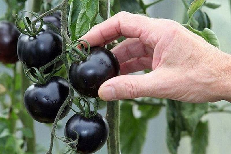 black tomato grader1.jpg